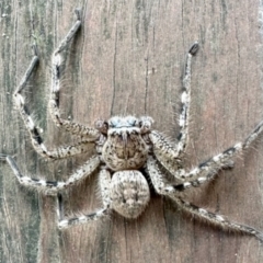 Neosparassus sp. (genus) (Unidentified Badge huntsman) at Aranda, ACT - 11 Jul 2023 by KMcCue