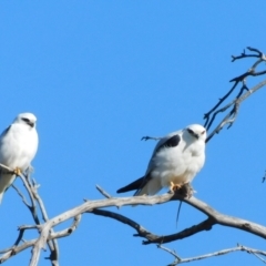 Elanus axillaris (Black-shouldered Kite) at Symonston, ACT - 12 Jul 2023 by CallumBraeRuralProperty