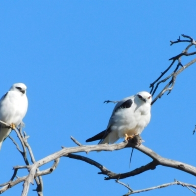 Elanus axillaris (Black-shouldered Kite) at Symonston, ACT - 12 Jul 2023 by CallumBraeRuralProperty