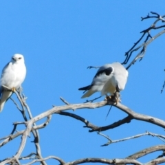 Elanus axillaris at Symonston, ACT - 12 Jul 2023