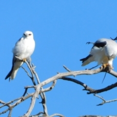 Elanus axillaris at Symonston, ACT - 12 Jul 2023