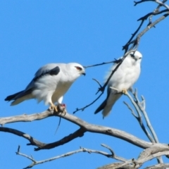 Elanus axillaris at Symonston, ACT - 12 Jul 2023