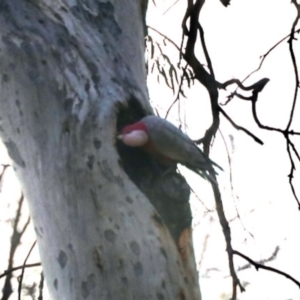 Eolophus roseicapilla at Aranda, ACT - 3 Jul 2023