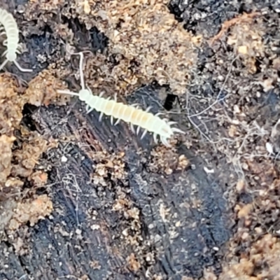 Symphyla (class) (Symphylan or garden centipede) at Flea Bog Flat, Bruce - 12 Jul 2023 by trevorpreston