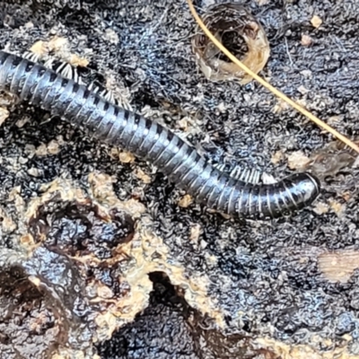 Juliformia sp. (superorder) (A Juliform millipede) at Bruce, ACT - 12 Jul 2023 by trevorpreston