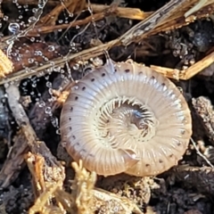 Ommatoiulus moreleti (Portuguese Millipede) at Bruce, ACT - 12 Jul 2023 by trevorpreston