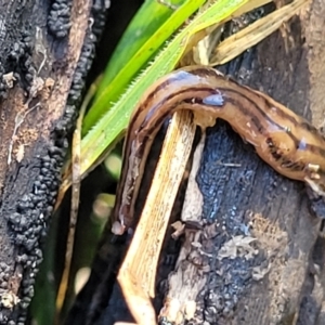 Anzoplana trilineata at Bruce, ACT - 12 Jul 2023