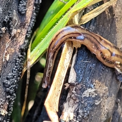 Anzoplana trilineata (A Flatworm) at Flea Bog Flat, Bruce - 12 Jul 2023 by trevorpreston