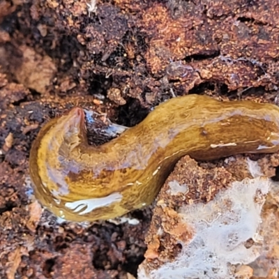 Lenkunya virgata (Brown-streaked planarian) at Bruce Ridge to Gossan Hill - 12 Jul 2023 by trevorpreston