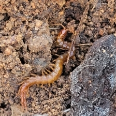 Scolopendromorpha (order) (A centipede) at Flea Bog Flat, Bruce - 12 Jul 2023 by trevorpreston