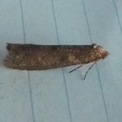 Lepidoscia (genus) ADULT (A Case moth) at Boro - 10 Jul 2023 by Paul4K