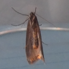 Unidentified Moth (Lepidoptera) at Boro - 10 Jul 2023 by Paul4K