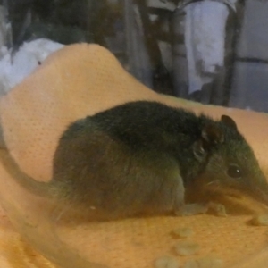 Antechinus agilis at Boro, NSW - suppressed