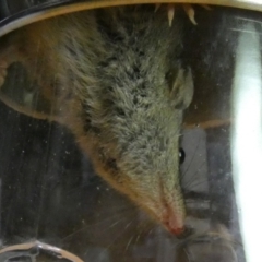 Antechinus agilis at Boro, NSW - suppressed