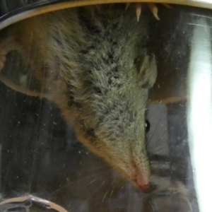 Antechinus agilis at Boro, NSW - suppressed