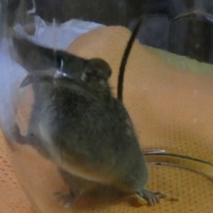 Antechinus agilis at Boro, NSW - suppressed