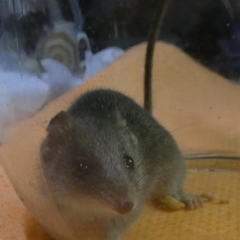 Antechinus agilis at Boro, NSW - suppressed