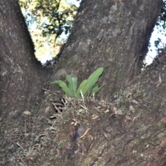 Asplenium australasicum (Bird's Nest Fern, Crow's Nest Fern) at Cuttagee, NSW - 11 Jul 2023 by plants