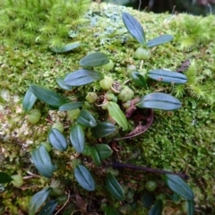 Bulbophyllum exiguum (Tiny Strand Orchid) at Kianga, NSW - 12 Jul 2023 by plants