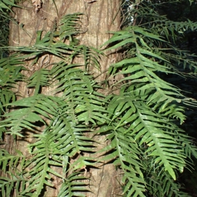 Microsorum scandens (Fragrant Fern) at Kianga, NSW - 12 Jul 2023 by plants