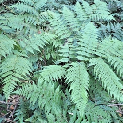 Diplazium australe (Austral Lady Fern) at Kianga, NSW - 12 Jul 2023 by plants