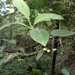 Psychotria loniceroides (Hairy Psychotria) at Kianga, NSW - 11 Jul 2023 by plants