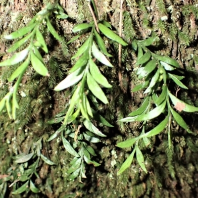 Tmesipteris parva (Small Fork Fern) at Kianga, NSW - 11 Jul 2023 by plants