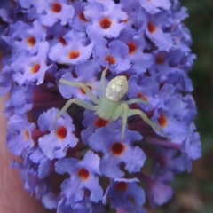 Lehtinelagia prasina (Leek-green flower spider) at Pollinator-friendly garden Conder - 3 Jan 2023 by michaelb