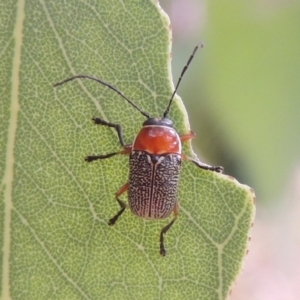 Aporocera (Aporocera) sculptilis at Conder, ACT - 6 Jan 2023