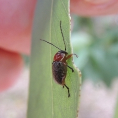 Aporocera (Aporocera) sculptilis at Conder, ACT - 6 Jan 2023