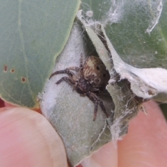 Cymbacha ocellata (Crab spider) at Pollinator-friendly garden Conder - 7 Jan 2023 by michaelb