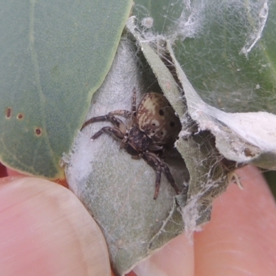 Cymbacha ocellata (Crab spider) at Conder, ACT - 7 Jan 2023 by MichaelBedingfield