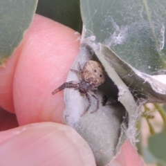 Cymbacha ocellata at Conder, ACT - 7 Jan 2023