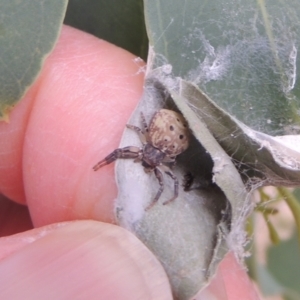 Cymbacha ocellata at Conder, ACT - 7 Jan 2023