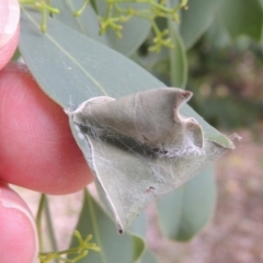 Cymbacha ocellata at Conder, ACT - 7 Jan 2023