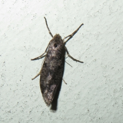 Lepidoscia (genus) ADULT (A Case moth) at Flynn, ACT - 11 Jul 2023 by Christine