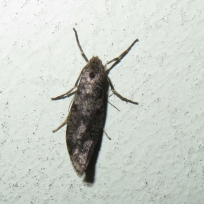 Lepidoscia (genus) ADULT (A Case moth) at Flynn, ACT - 12 Jul 2023 by Christine