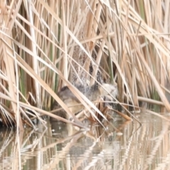 Hydromys chrysogaster (Rakali or Water Rat) at Jerrabomberra Wetlands - 13 Jul 2023 by JimL