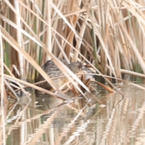 Hydromys chrysogaster at Fyshwick, ACT - 13 Jul 2023