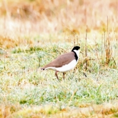 Vanellus miles (Masked Lapwing) at Fyshwick, ACT - 13 Jul 2023 by JimL