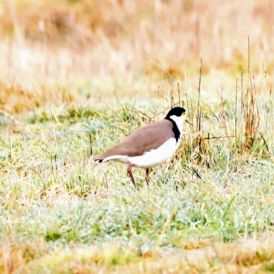 Vanellus miles (Masked Lapwing) at Fyshwick, ACT - 13 Jul 2023 by JimL