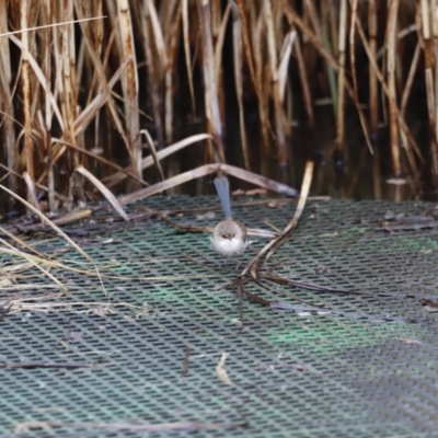 Malurus cyaneus (Superb Fairywren) at Jerrabomberra Wetlands - 13 Jul 2023 by JimL