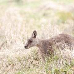 Macropus giganteus (Eastern Grey Kangaroo) at Jerrabomberra Wetlands - 13 Jul 2023 by JimL