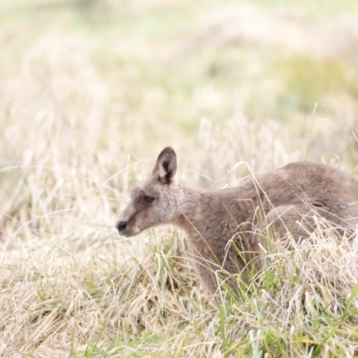 Macropus giganteus (Eastern Grey Kangaroo) at Fyshwick, ACT - 13 Jul 2023 by JimL