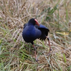 Porphyrio melanotus (Australasian Swamphen) at Jerrabomberra Wetlands - 13 Jul 2023 by JimL