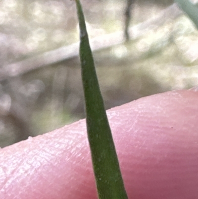 Persoonia linearis (Narrow-leaved Geebung) at Kangaroo Valley, NSW - 13 Jul 2023 by lbradley