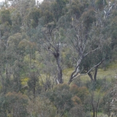 Aquila audax (Wedge-tailed Eagle) at Denman Prospect, ACT - 4 Dec 2022 by KarlG