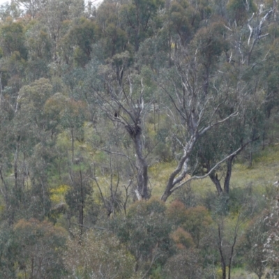 Aquila audax (Wedge-tailed Eagle) at Denman Prospect, ACT - 4 Dec 2022 by KarlG