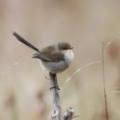 Malurus cyaneus (Superb Fairywren) at Fyshwick, ACT - 13 Jul 2023 by JimL