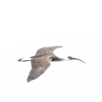 Threskiornis spinicollis (Straw-necked Ibis) at Jerrabomberra Wetlands - 13 Jul 2023 by JimL